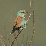 European Roller