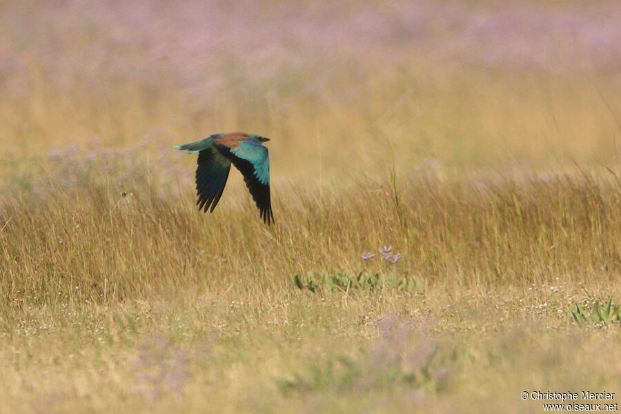 European Roller