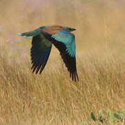 European Roller