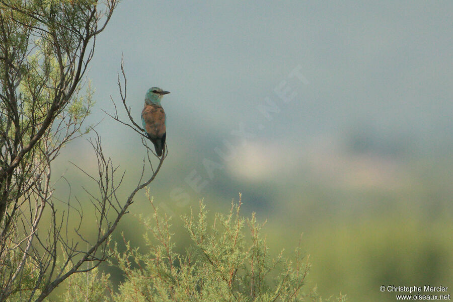 European Roller