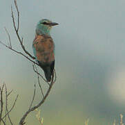 European Roller