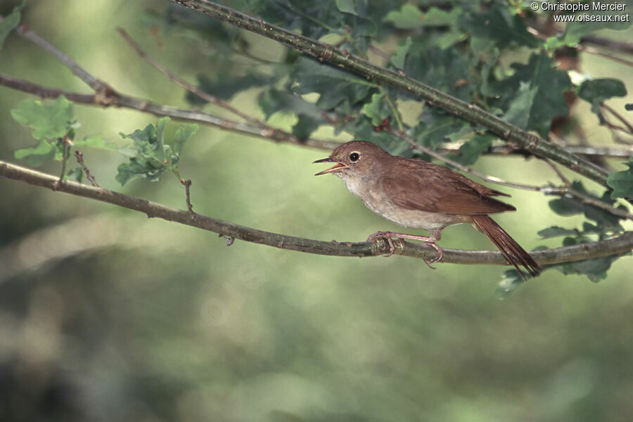 Common Nightingale