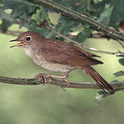 Common Nightingale