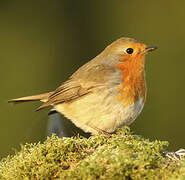 European Robin