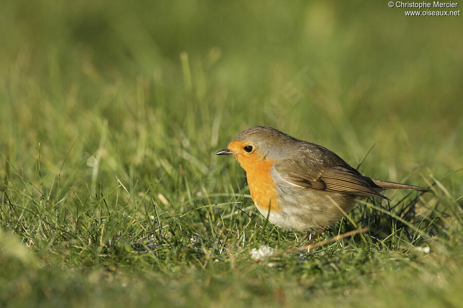 European Robin