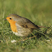 European Robin