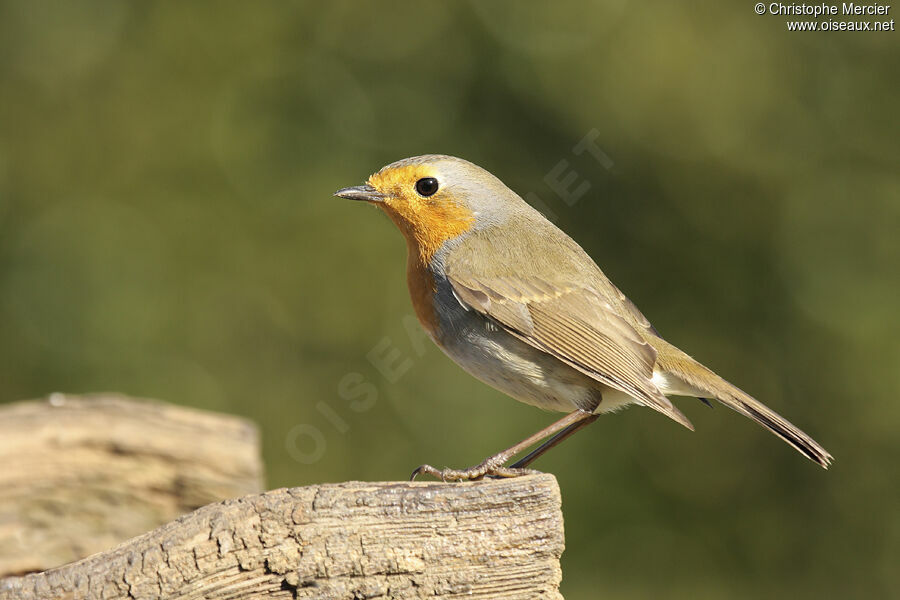 European Robin