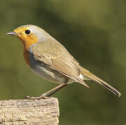 European Robin