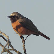 Common Redstart