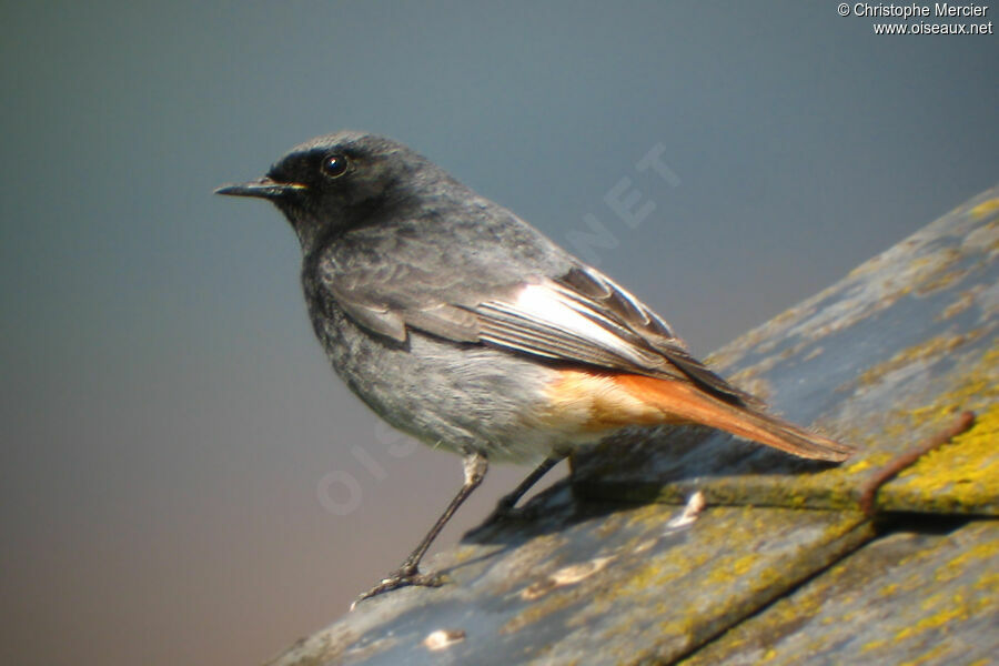 Black Redstart