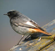 Black Redstart