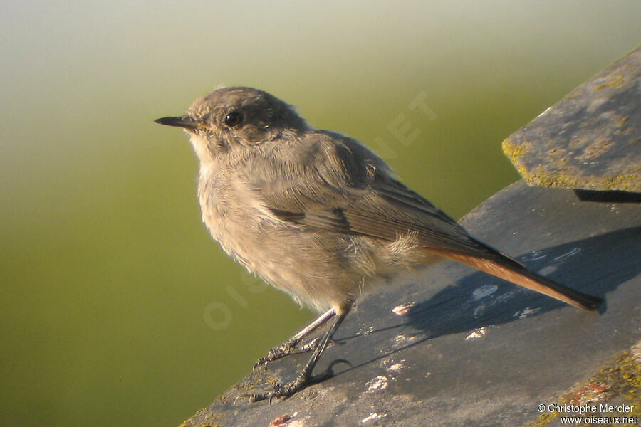 Black Redstart