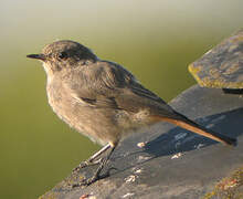 Black Redstart