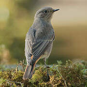 Black Redstart