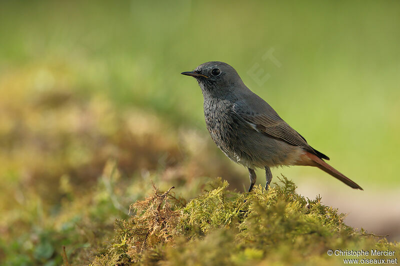 Black Redstart