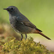 Black Redstart