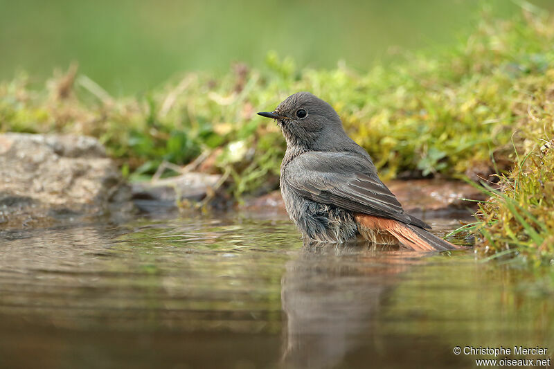 Black Redstart