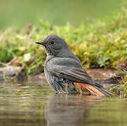 Black Redstart