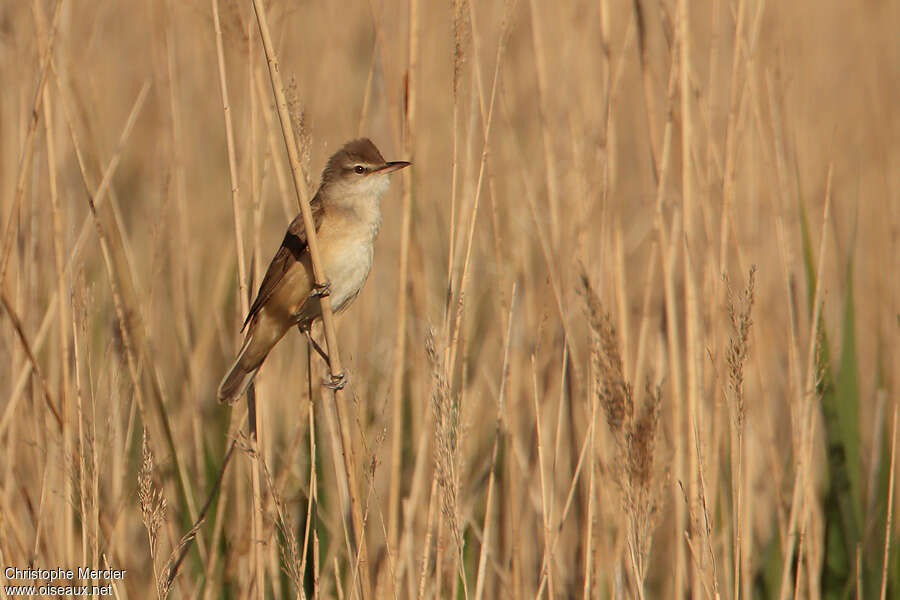 Great Reed Warbleradult