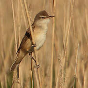 Great Reed Warbler