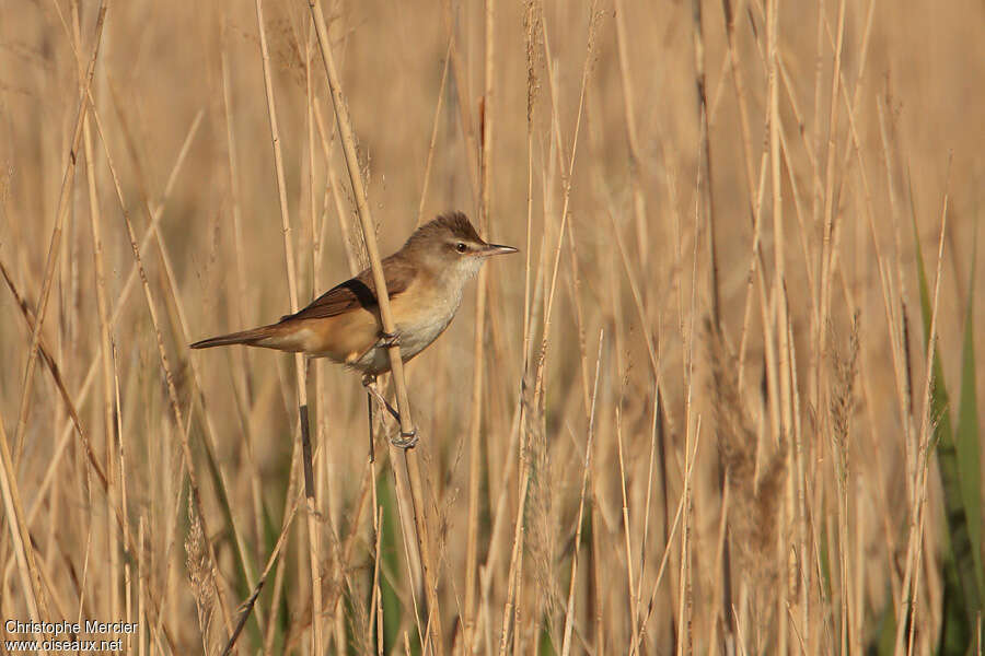 Rousserolle turdoïdeadulte, habitat, Comportement