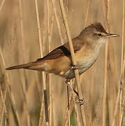 Great Reed Warbler