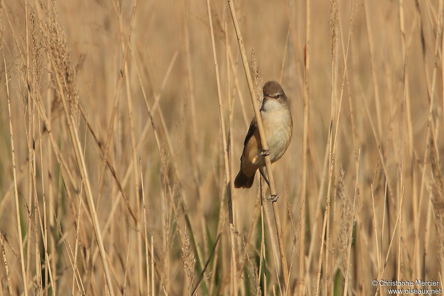 Great Reed Warbler