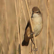 Great Reed Warbler