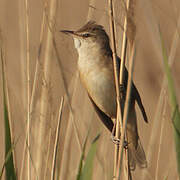 Great Reed Warbler