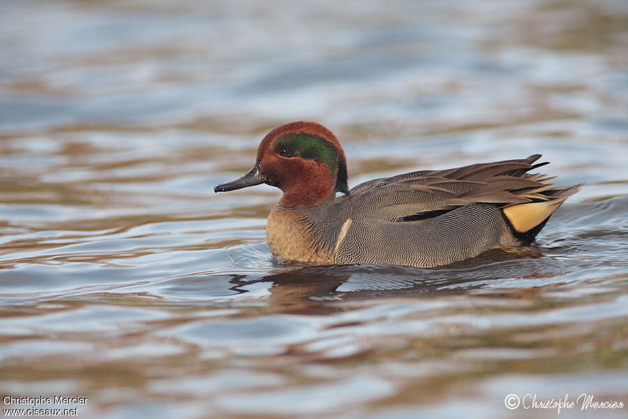 Green-winged Teal male adult, pigmentation, swimming