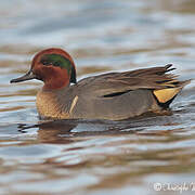 Green-winged Teal