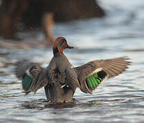 Green-winged Teal