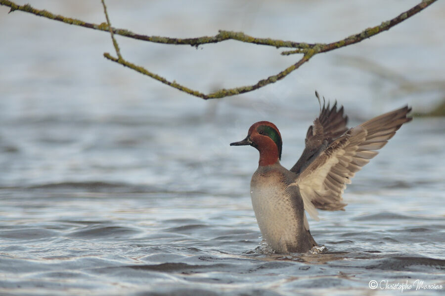 Green-winged Teal