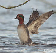 Green-winged Teal