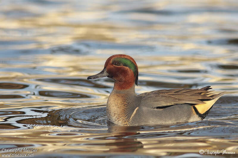 Green-winged Teal male adult breeding, close-up portrait