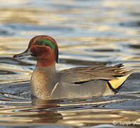 Green-winged Teal