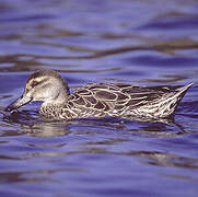 Garganey