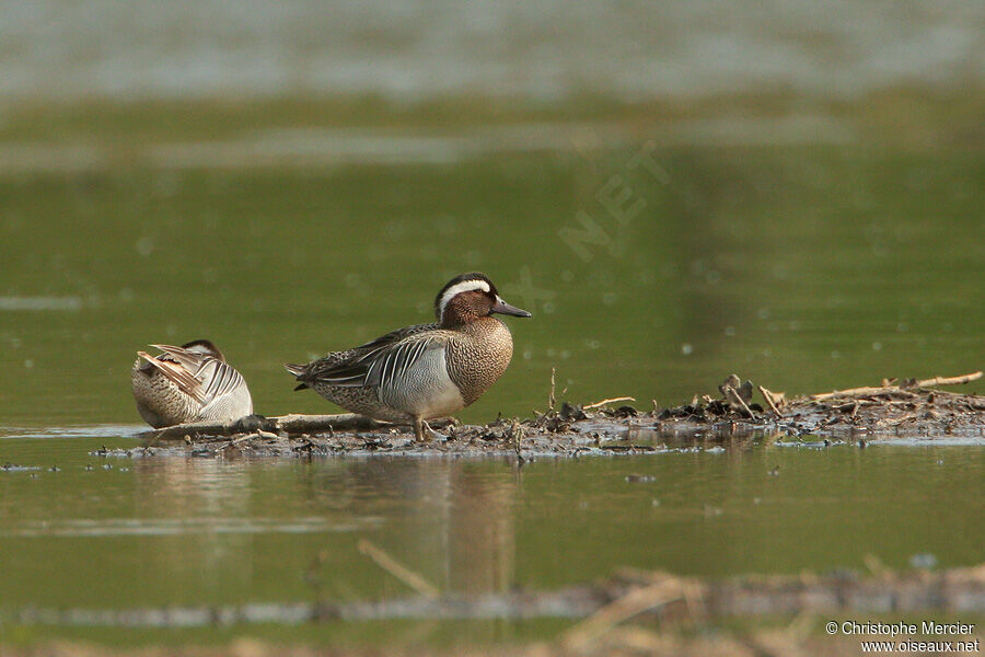 Garganey