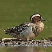 Garganey