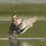 Garganey