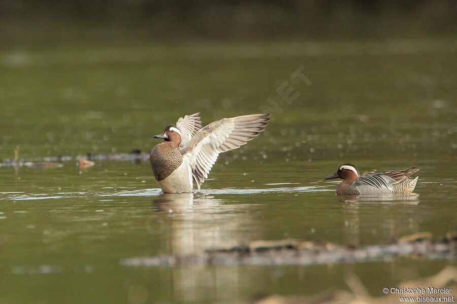 Garganey