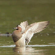 Garganey