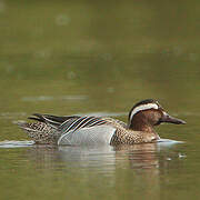 Garganey