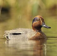 Eurasian Teal