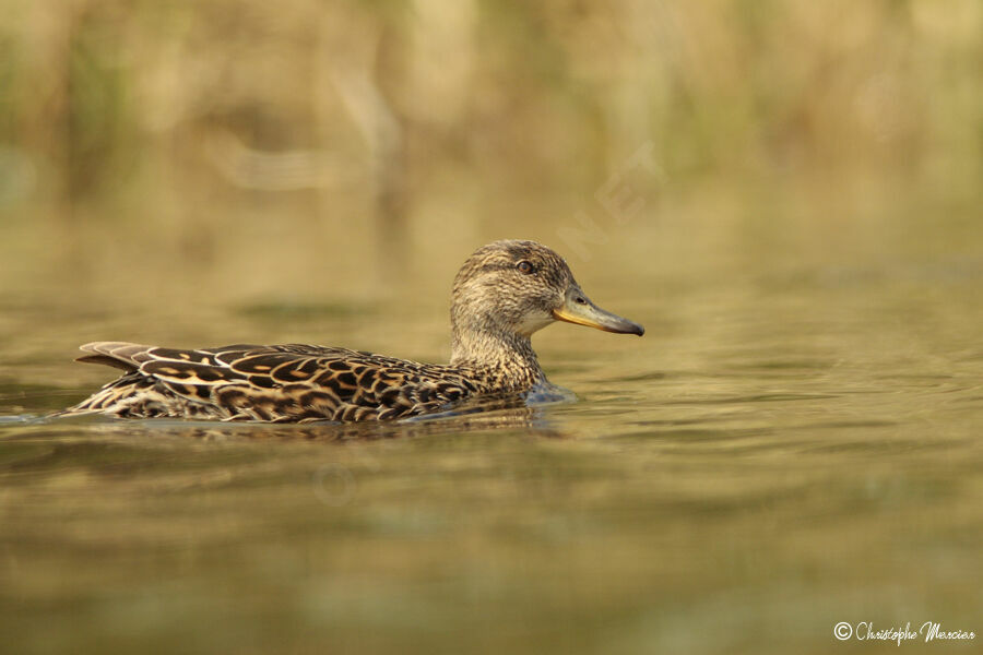 Eurasian Teal