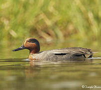 Eurasian Teal