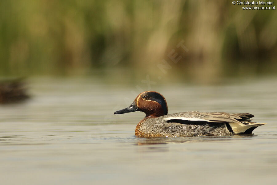 Eurasian Teal