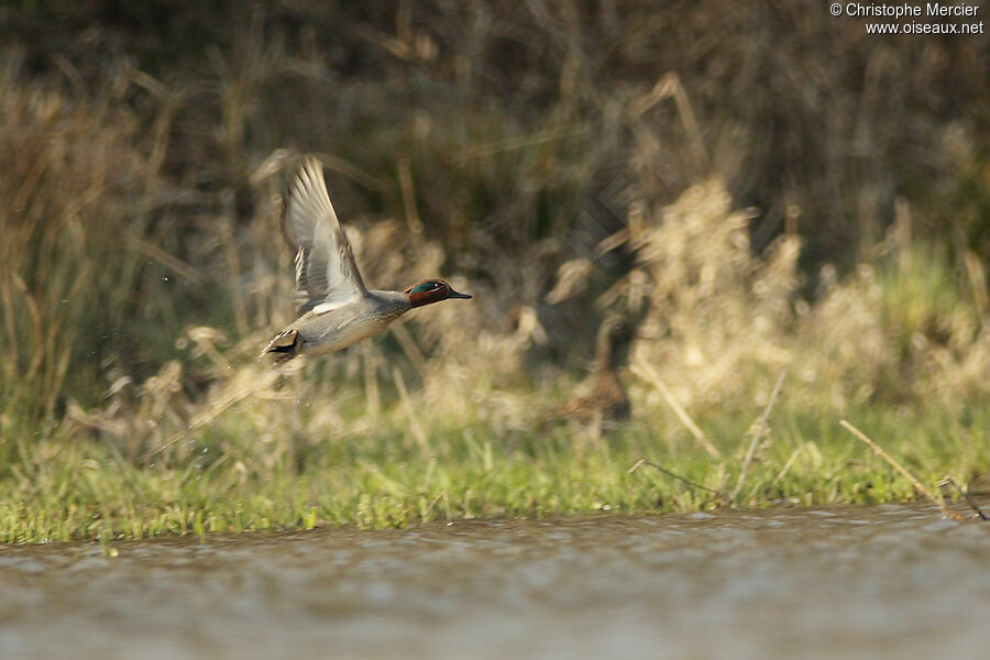 Eurasian Teal