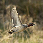 Eurasian Teal