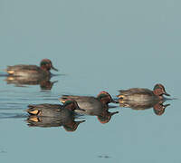 Eurasian Teal